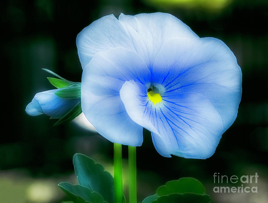 Blue And White Pansy Soft Focus Photograph by Frances Ann Hattier