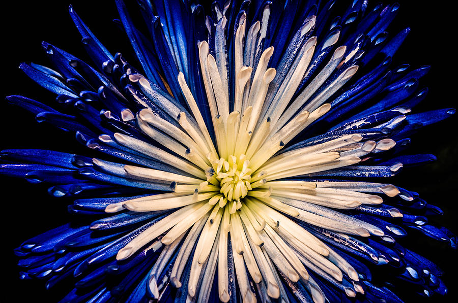 Blue and white spiny flower Photograph by Gerald Kloss