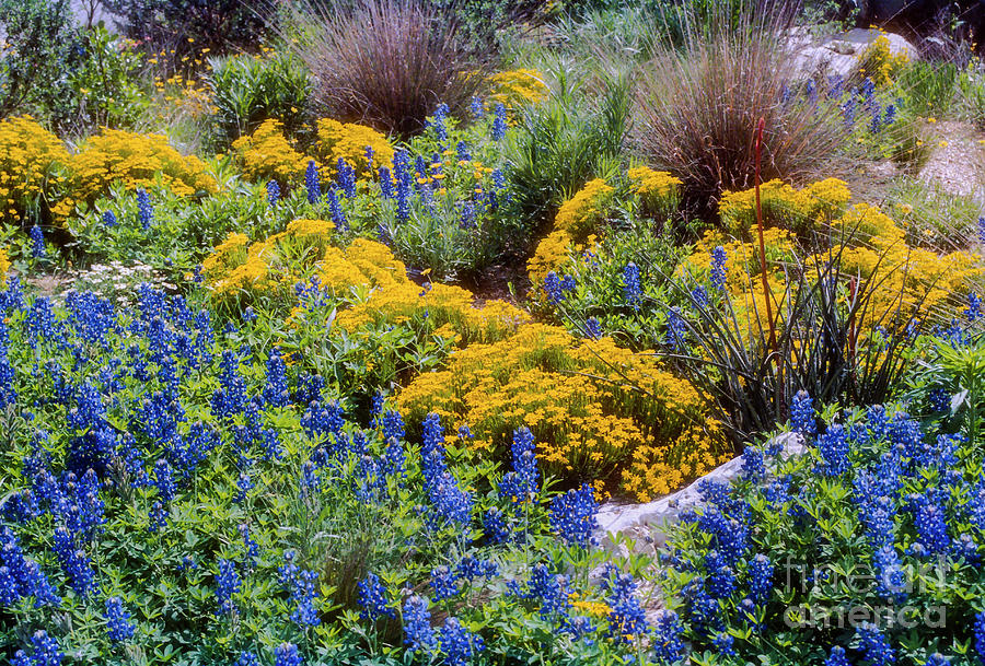 Blue and Yellow Photograph by Bob Phillips