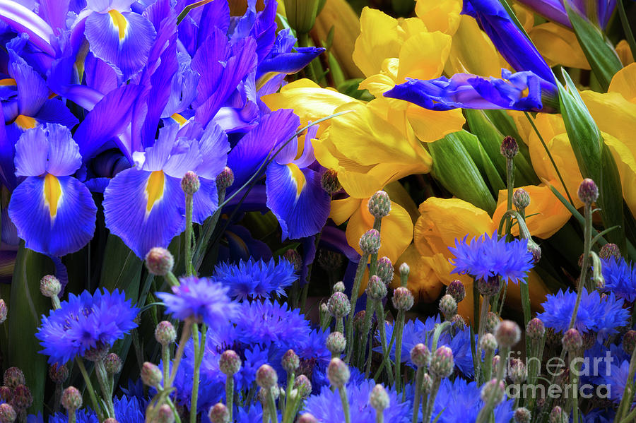 Blue and Yellow Bouquet Photograph by Jerry Fornarotto