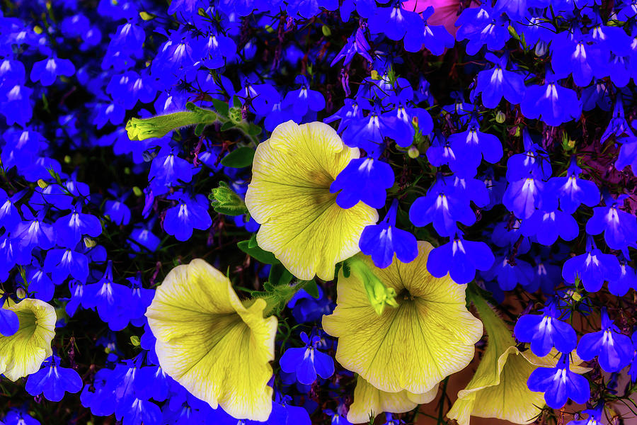 Blue And Yellow Photograph by Garry Gay