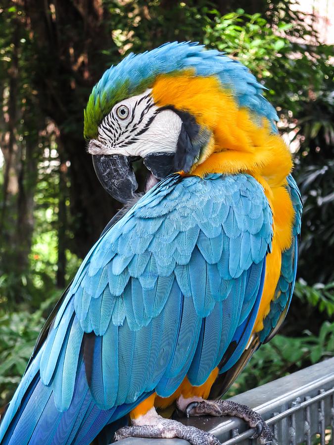 Blue And Yellow Macaw 1 Photograph