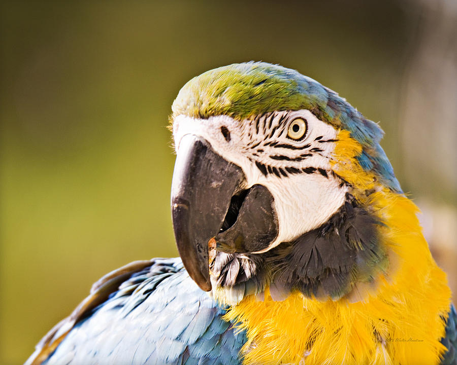 Blue And Yellow Macaw_ A1 Photograph