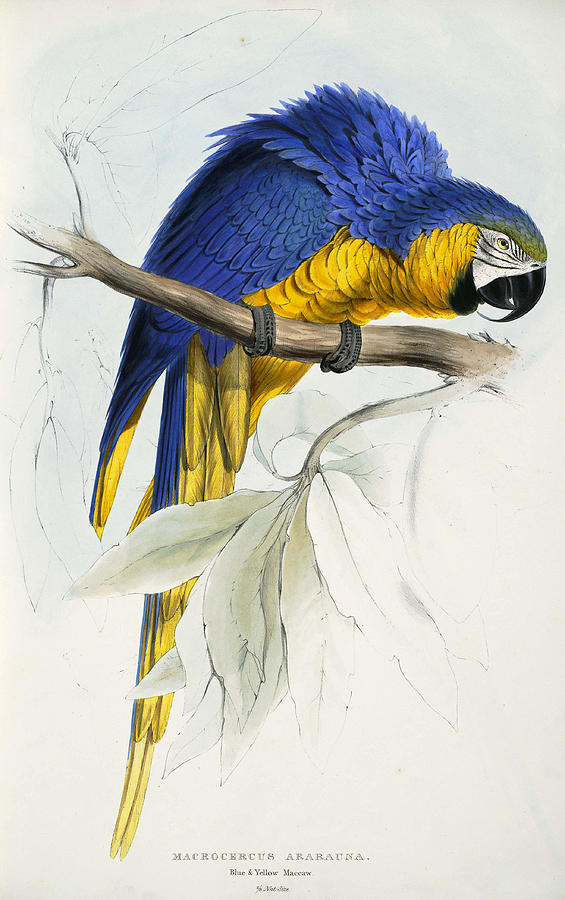 Edward Lear Drawing - Blue and yellow Macaw. Ara ararauna by Edward Lear