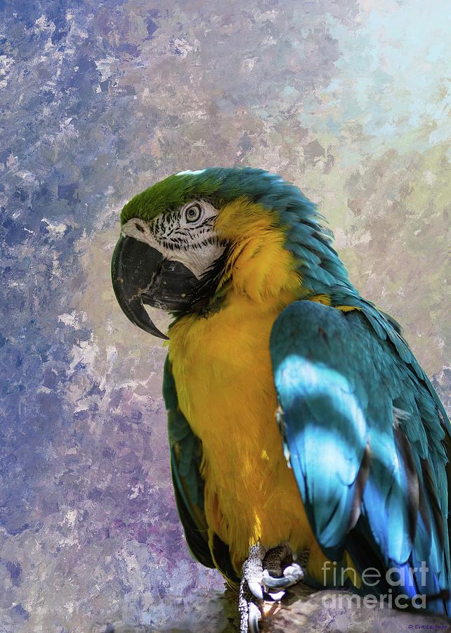 Parakeet Photograph - Blue and yellow Macaw by Eva Lechner