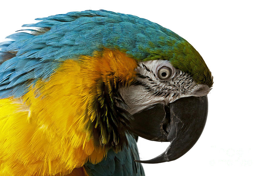 Blue And Yellow Macaw  Photograph by Gunnar Orn Arnason