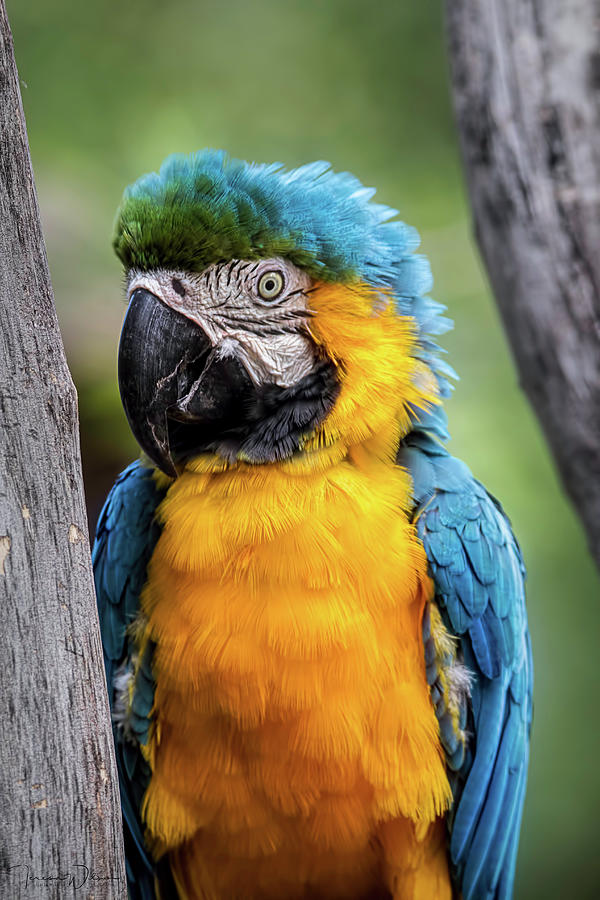 Blue and Yellow Macaw Portrait  Photograph by Teresa Wilson