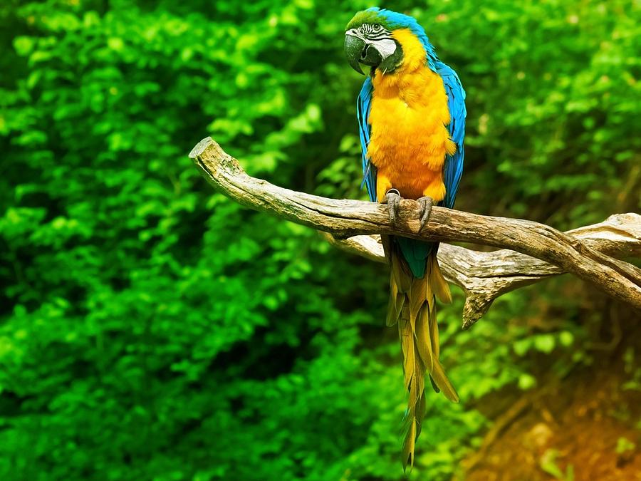 Parrot Digital Art - Blue-and-yellow Macaw by Super Lovely