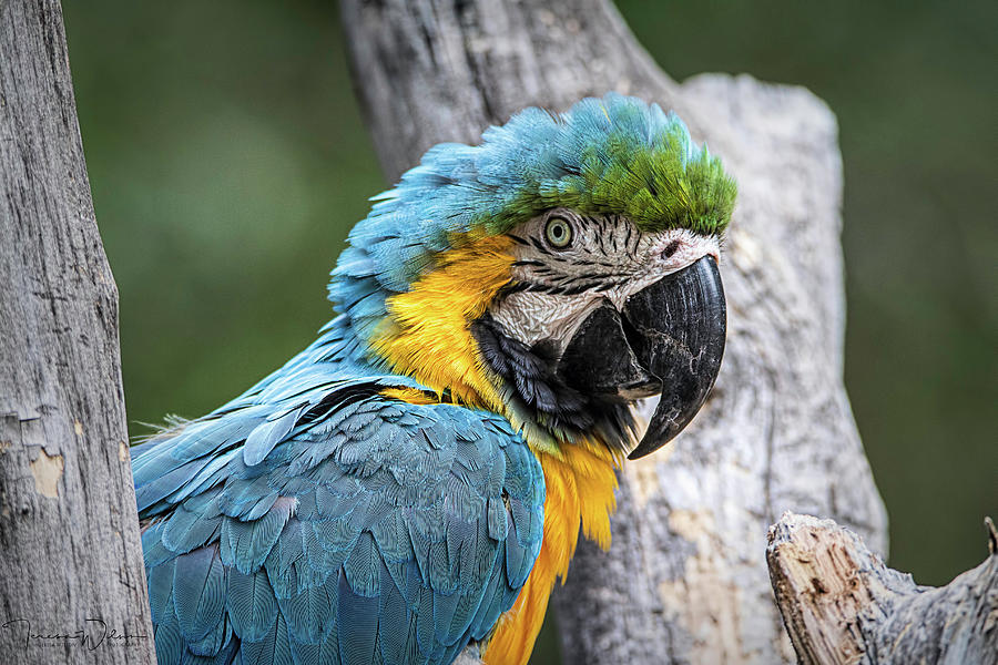 Blue and Yellow Macaw Photograph by Teresa Wilson