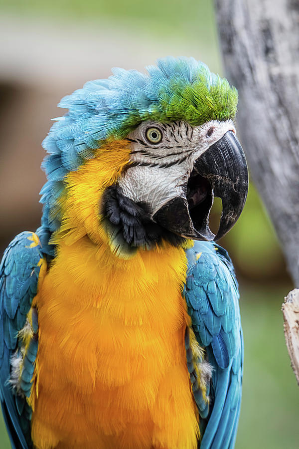 Blue and Yellow Macaw Vertical Photograph by Teresa Wilson