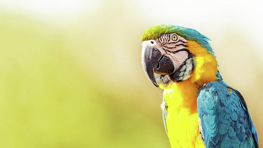 Macaw Photograph - Blue and Yellow Macaw With Copy Space by Good Focused Macaw Photograph - Blue and Yellow Macaw With Copy Space by Good Focused