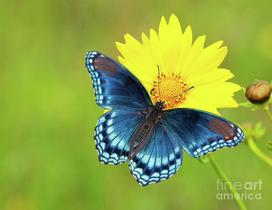 Blue and Yellow on Green Photograph by Sari ONeal