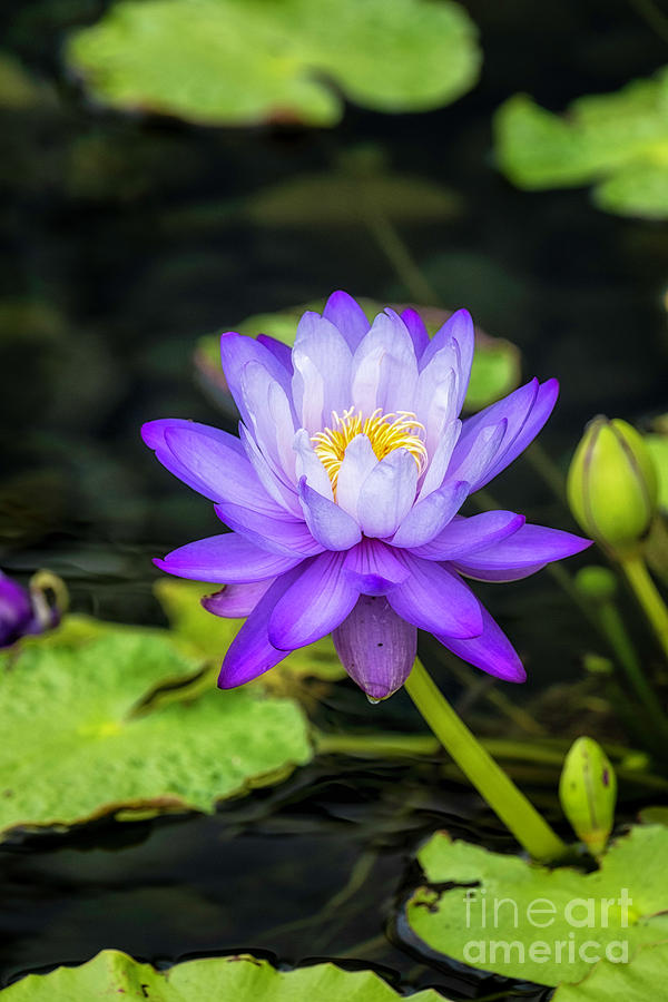 Blue and yellow water lily Photograph by Bill Frische