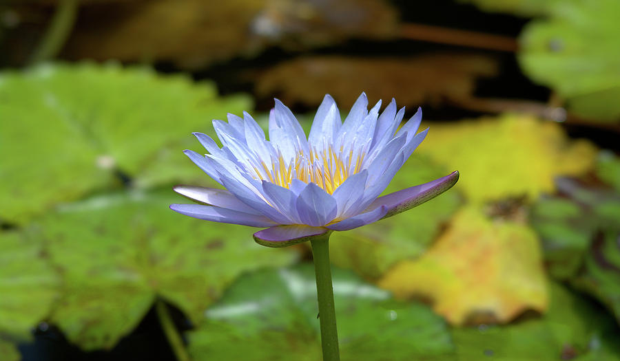 Blue And Yellow Water Lily Photograph By Roy Williams - Fine Art America