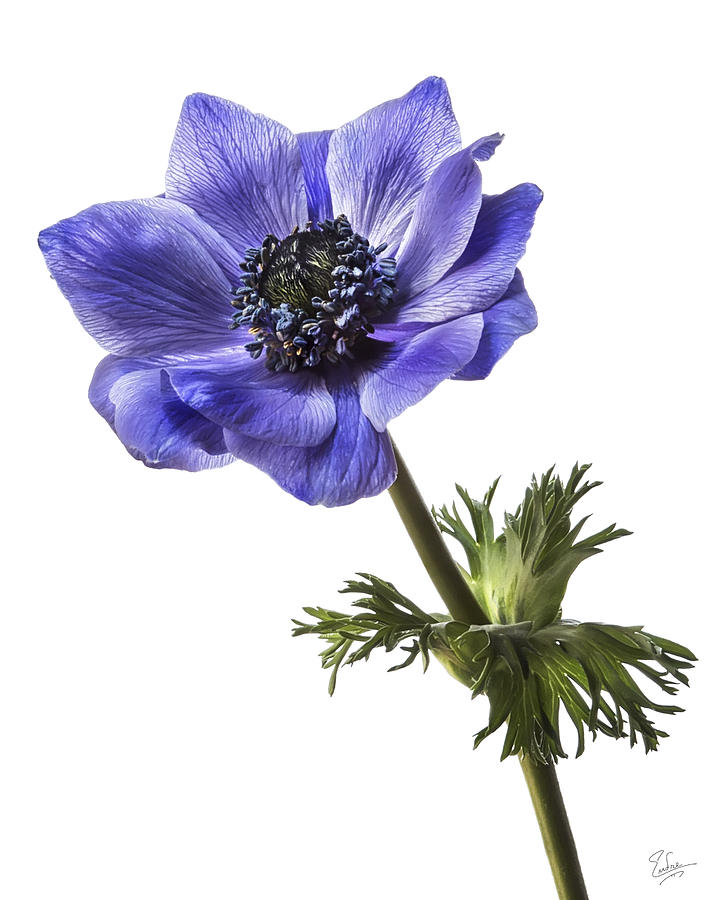 Blue Anemone Photograph by Endre Balogh