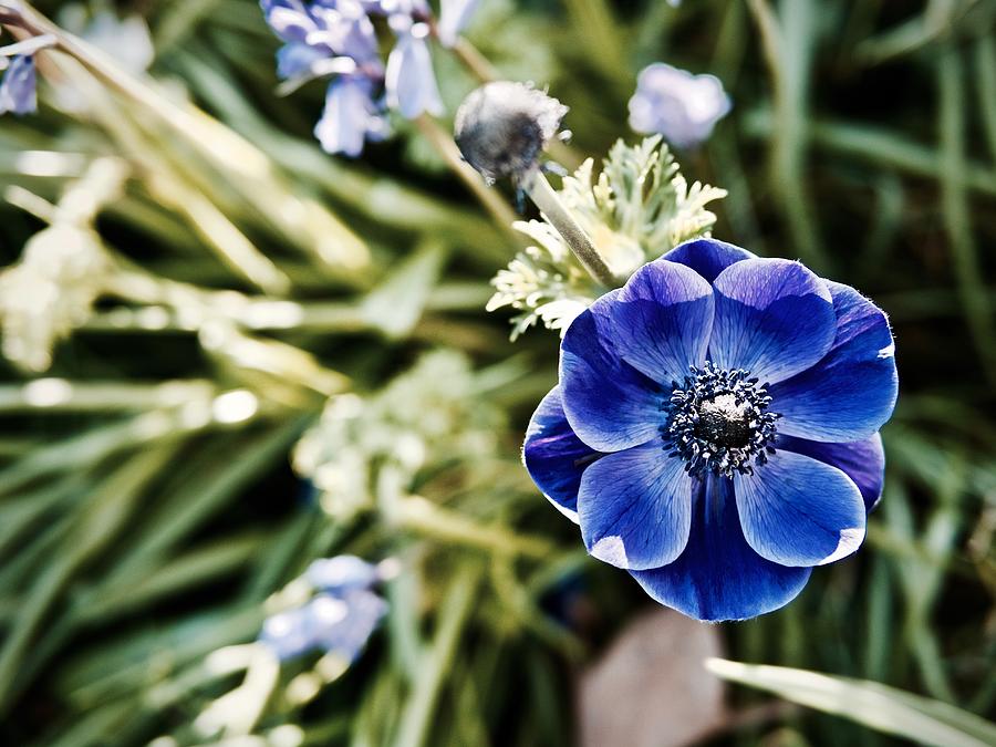 Blue Anemone Photograph by Rachel Morrison