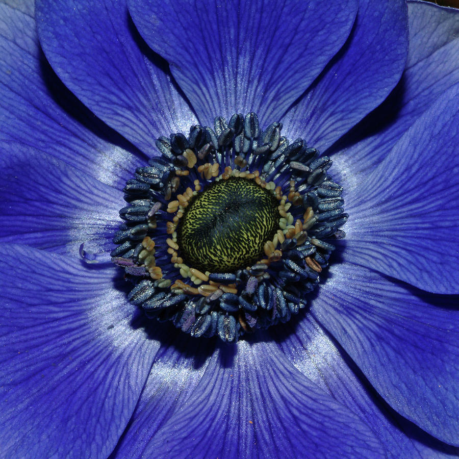 Blue Anemone Photograph by Robert Shard