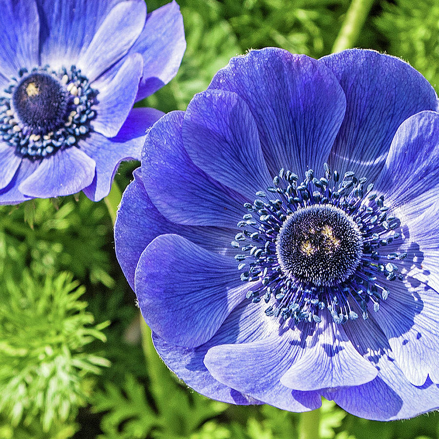Blue Anemones Photograph by Teresa Hughes