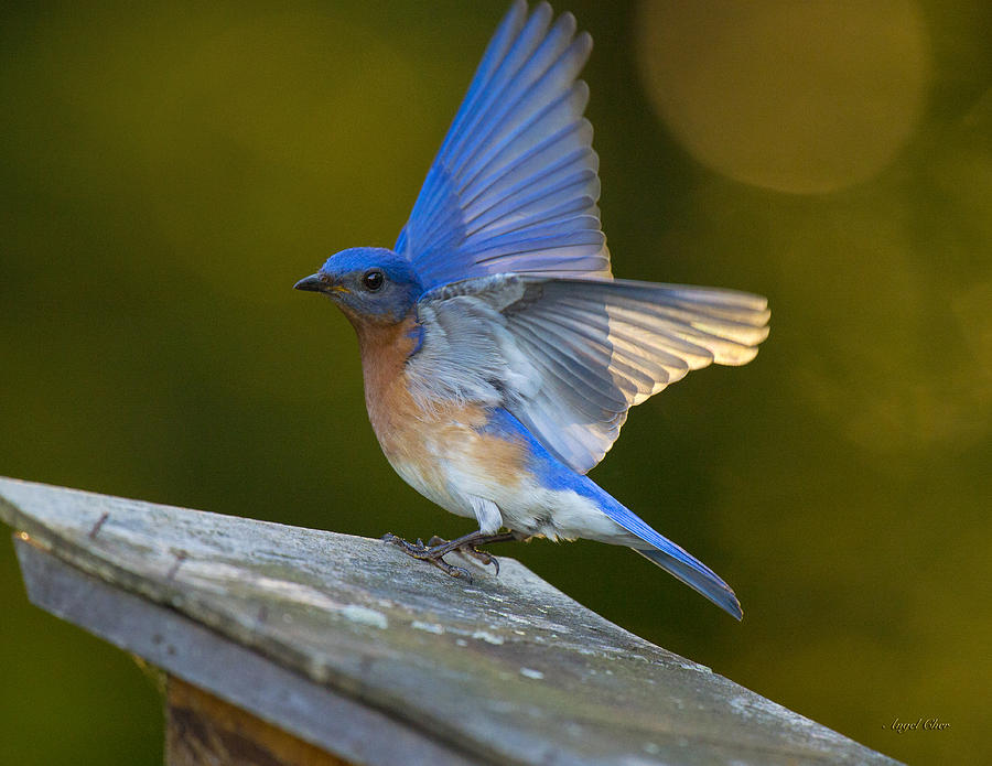 Bluebird Photograph - Blue Angel Boy by Angel Cher Bluebird Photograph - Blue Angel Boy by Angel Cher