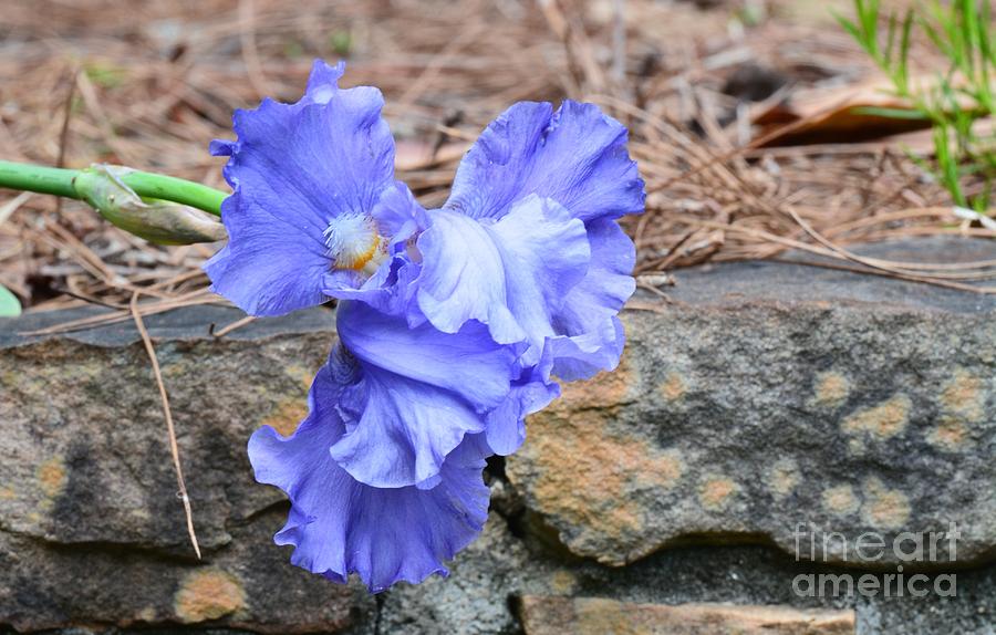 Blue Angel - Iris Photograph by Maria Urso