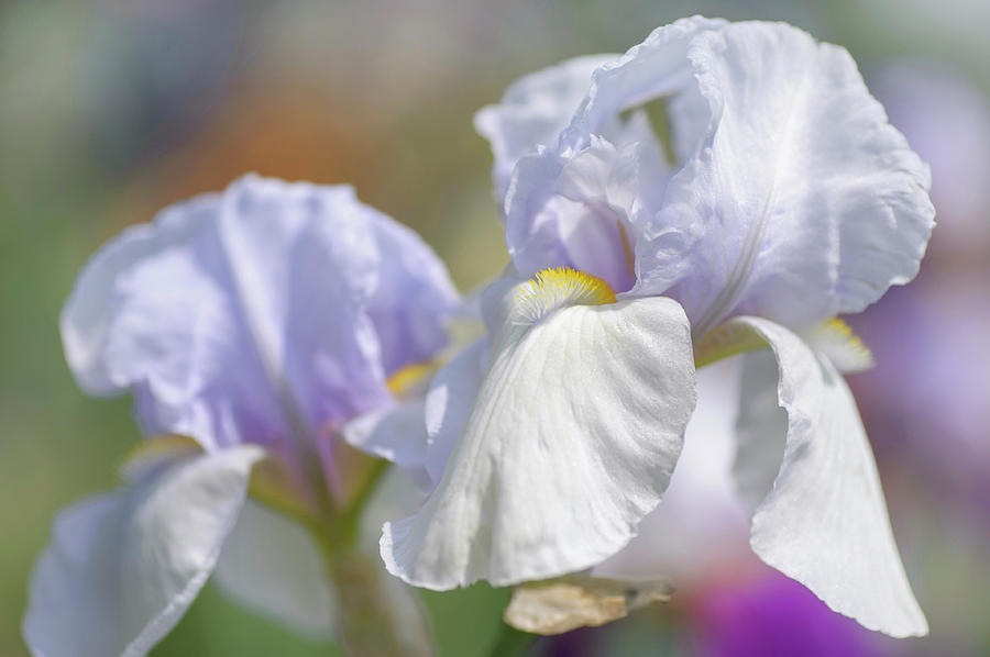Blue Angel Wings. The Beauty of Irises Photograph by Jenny Rainbow