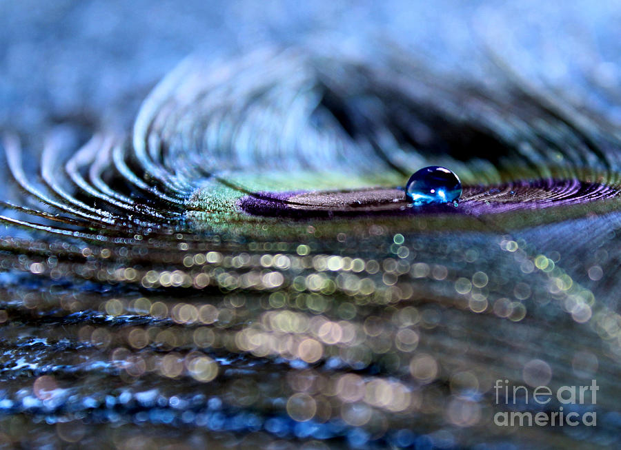 Peacock Photograph - Blue Aquarius by Krissy Katsimbras