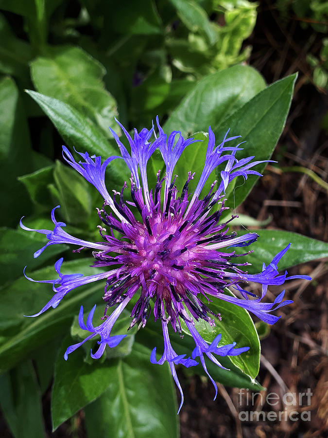Blue As A Cornflower In The Meadow Photograph