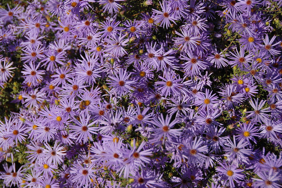 Blue Asters Photograph by Bill Hyde