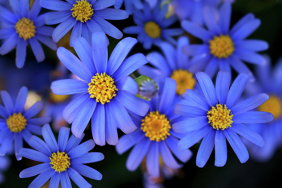 Blue Asters Photograph by Vanessa Thomas