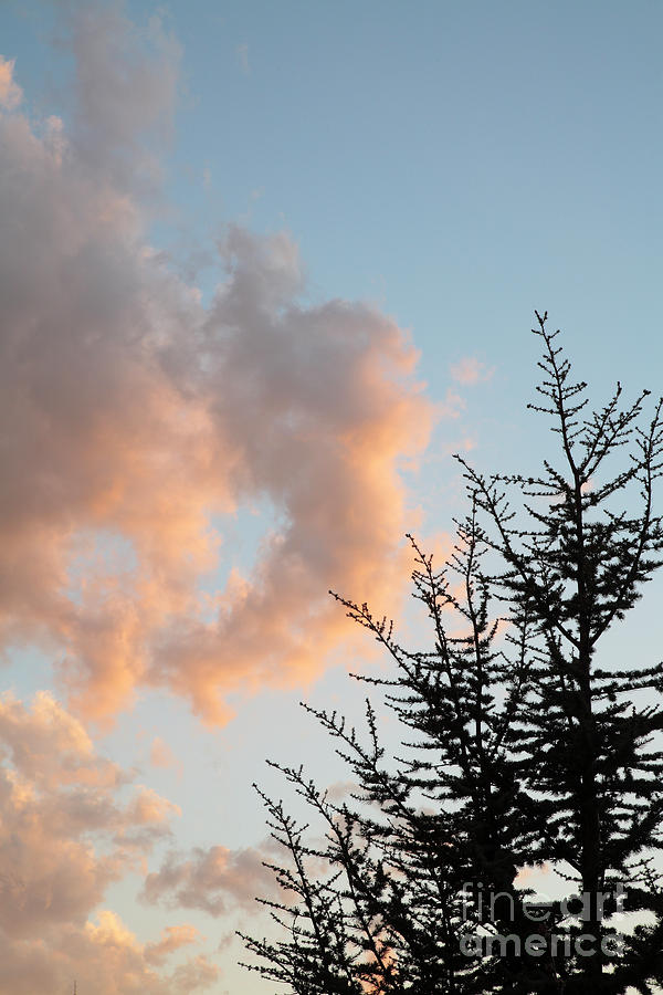 Blue Atlas Cedar Tree and Pink Clouds Photograph by William Kuta