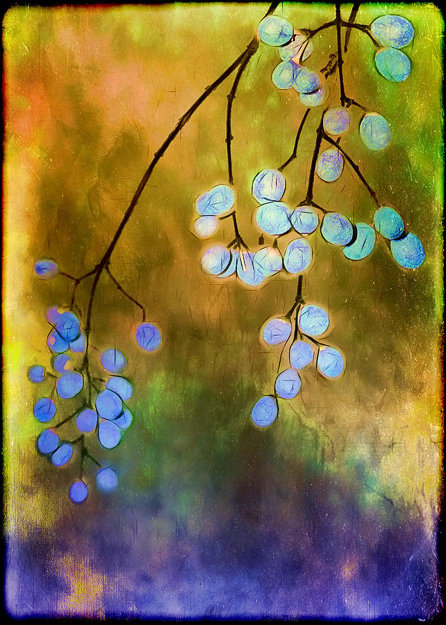 Blue Autumn Berries Photograph by Judi Bagwell