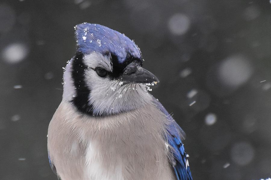Blue Jay on a Snowy Day #5 Photograph by Chip Gilbert