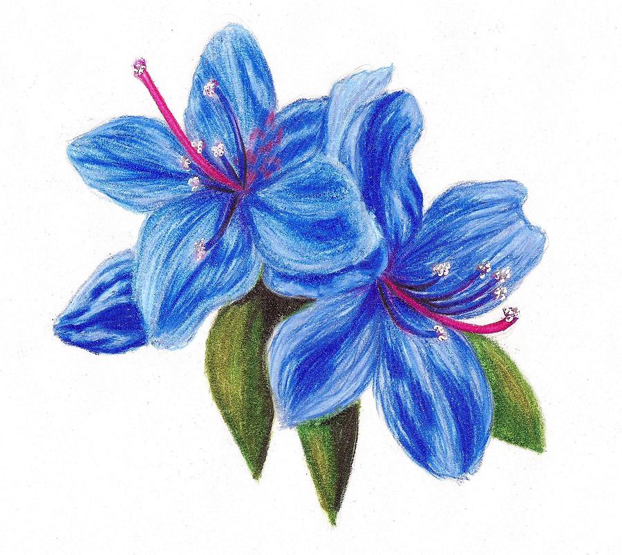 Blue Azalea Drawing by Scarlett Royale