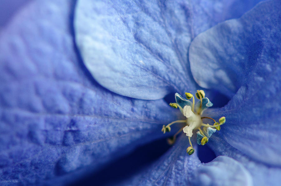 Blue, Baby Photograph by Sandra Parlow