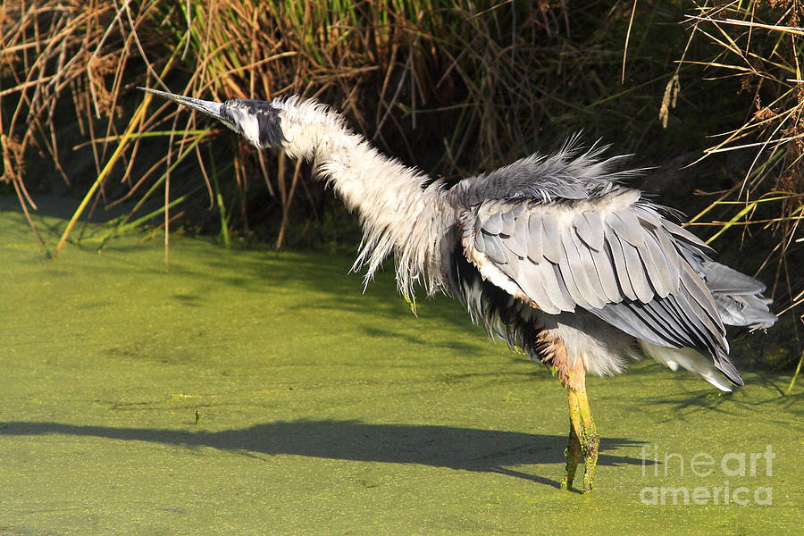 Blue Bad Hair Day Photograph by Marland Howard - Fine Art America