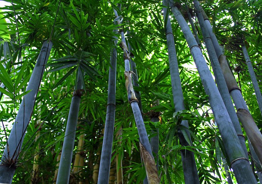 Blue Bamboo Photograph by Michiale Schneider