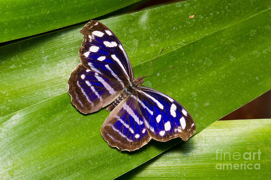 San Jose Photograph - Blue-banded Purplewing Butterfly by B.G. Thomson