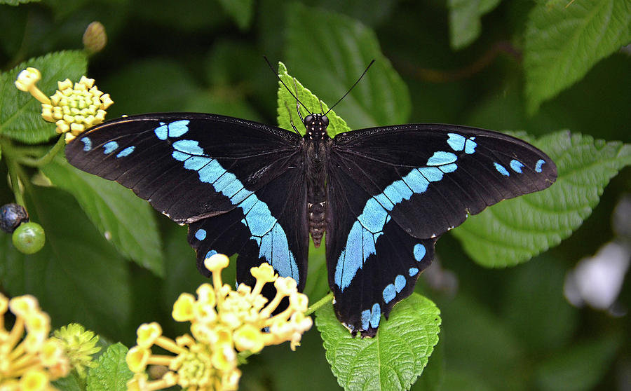 Blue Banded Swallowtail Photograph by Ronda Ryan