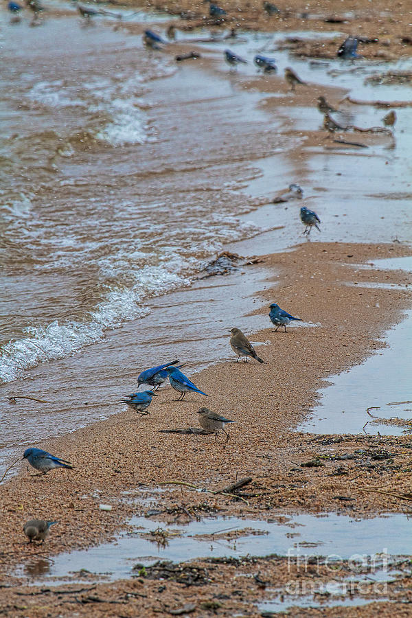 Bluebird Beach Photograph by Jim Garrison