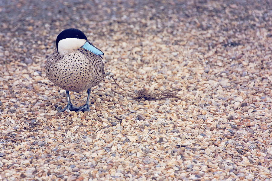 Blue beak duck Photograph by Monika Tymanowska - Fine Art America