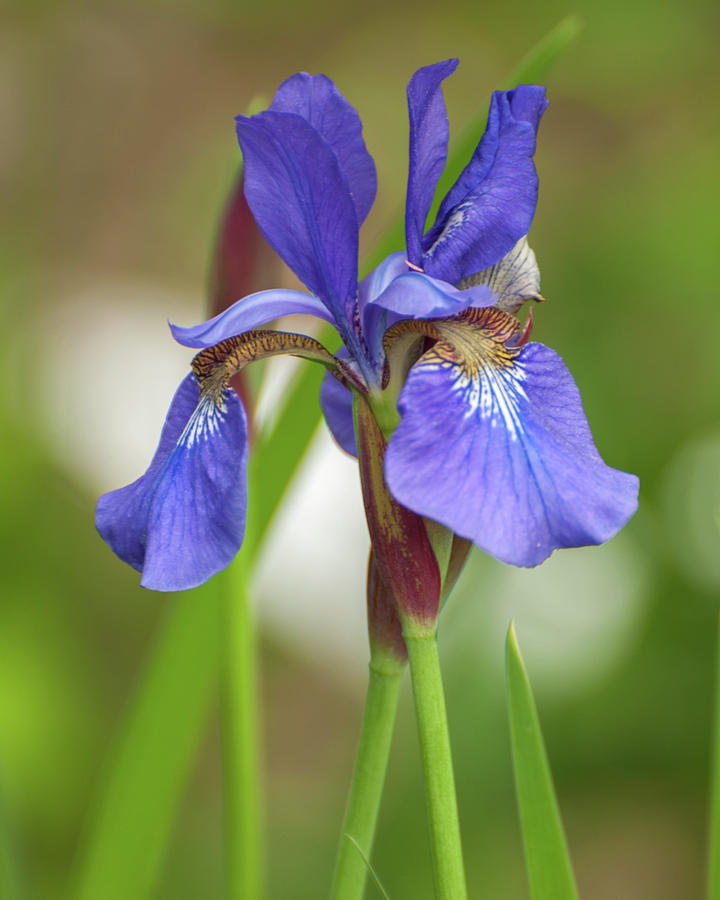 Blue Bearded Iris Photograph by Brenda Jacobs
