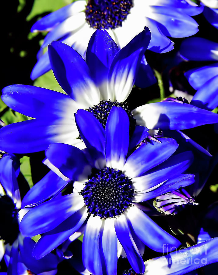 Blue Beauties Photograph by D Hackett