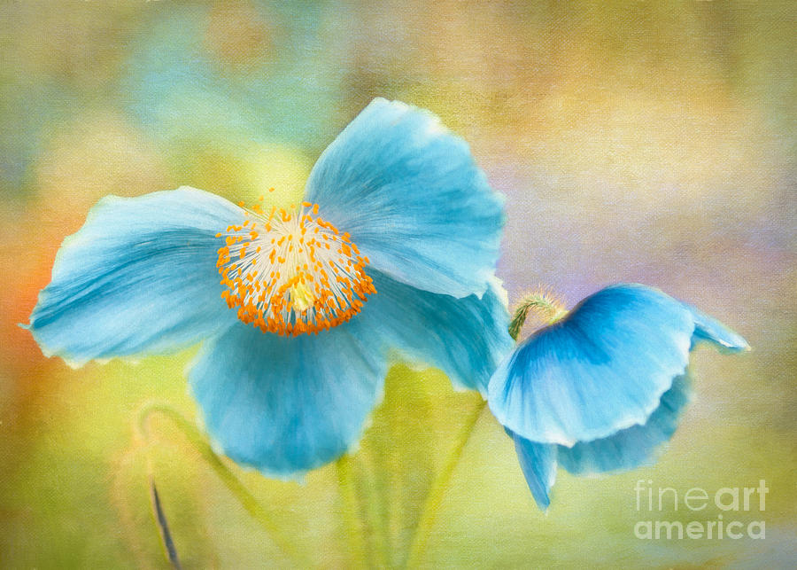 Blue Beauties Photograph by Marilyn Cornwell
