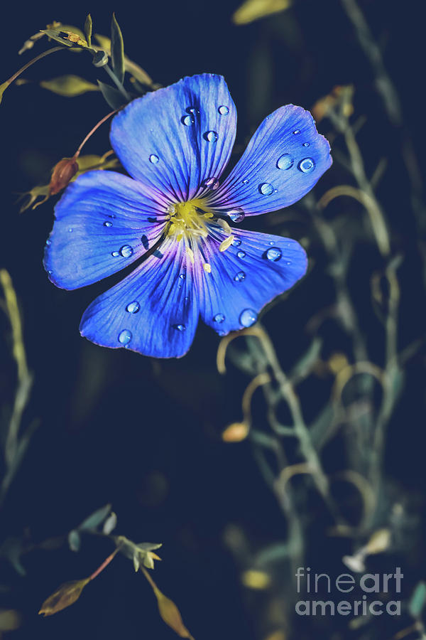 Blue beauty Photograph by Claudia M Photography