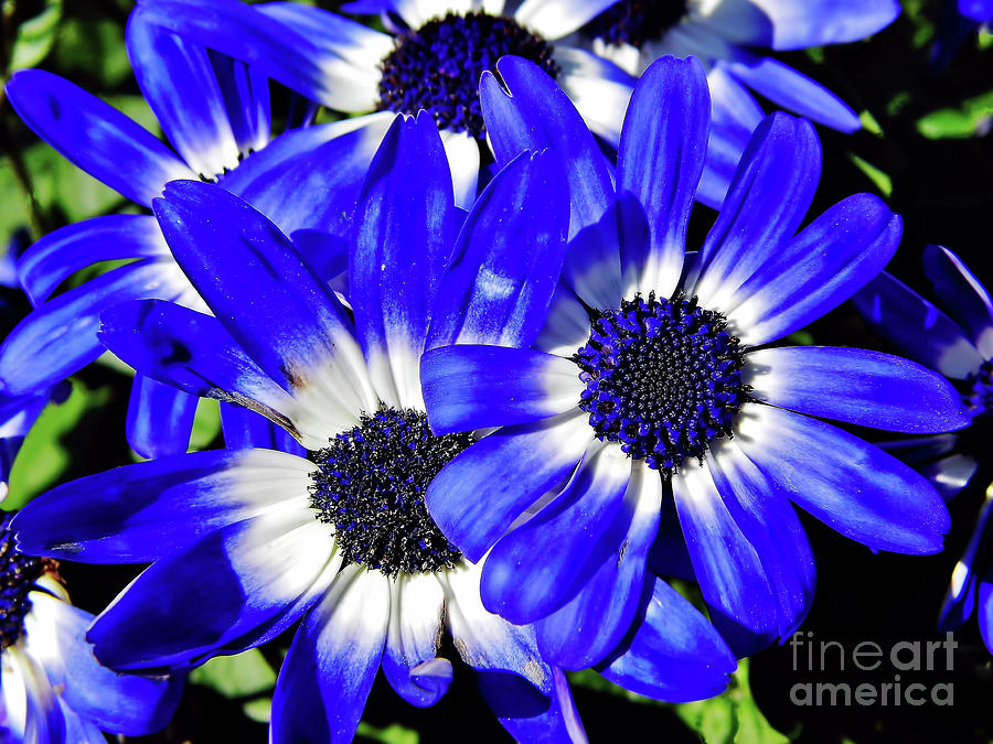 Daisy Photograph - Blue Beauty by D Hackett