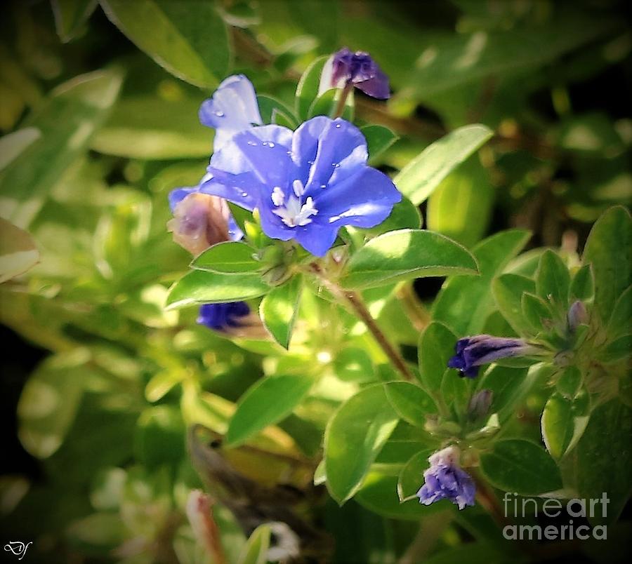Blue Beauty Daze Evolvulus Flower Photograph