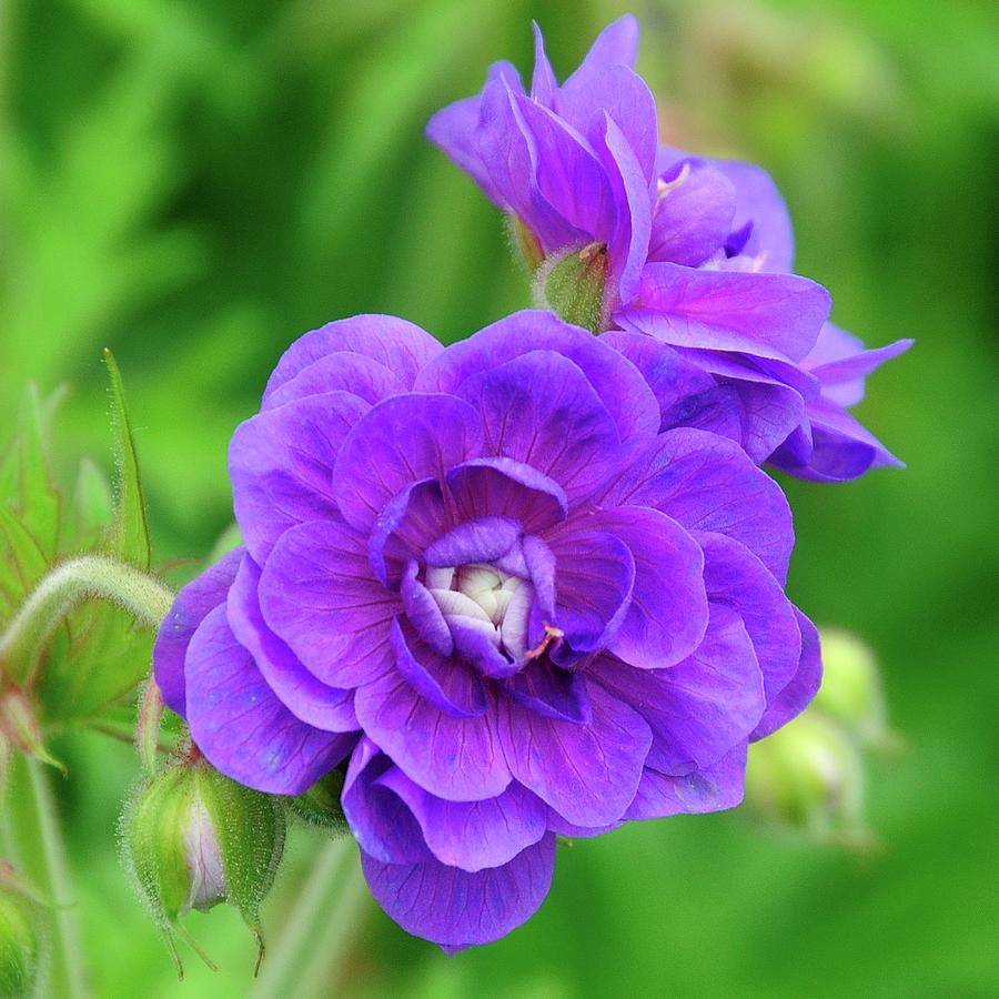 Blue Beauty. Geranium. Photograph by George And Sally Stevenson - Pixels