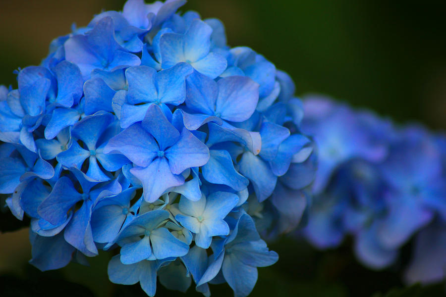 Nature Photograph - Blue Beauty by Karen Wagner
