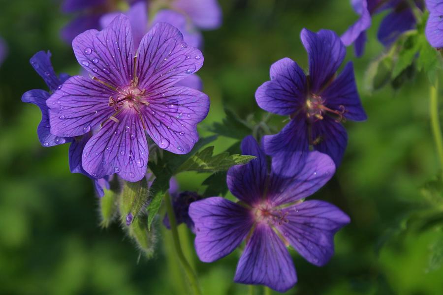 Blue Beauty Photograph by Lori Kulpinski | Fine Art America