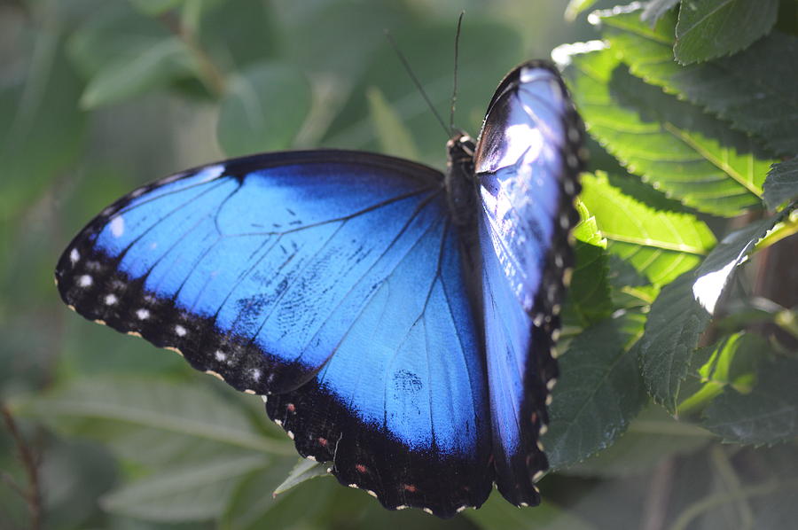 Blue beauty Photograph by Meeli Sonn - Fine Art America